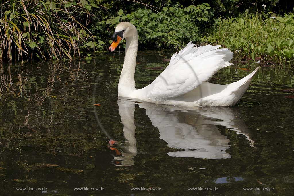 Schwimmender Hoeckerschwan  in Duesseldorf Wersten, Suedpark mit Spiegelbild; Swimming mute swan in Duesseldorf southpark with mirror image
