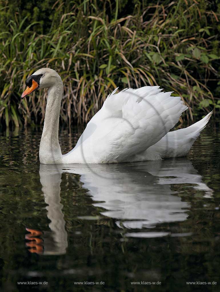 Schwimmender Hoeckerschwan  in Duesseldorf Wersten, Suedpark mit Spiegelbild; Swimming mute swan in Duesseldorf southpark with mirror image