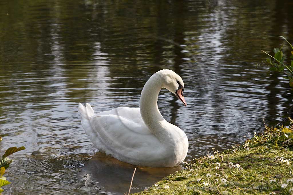 Schwimmender Hoeckerschwan einjaehrig, heller Schnabel, weiches Gefieder auf dem Deichsee in Duesseldorf Wersten, Suedpark mit Spiegelbild; Swimming mute swan in Duesseldorf southpark with mirror image