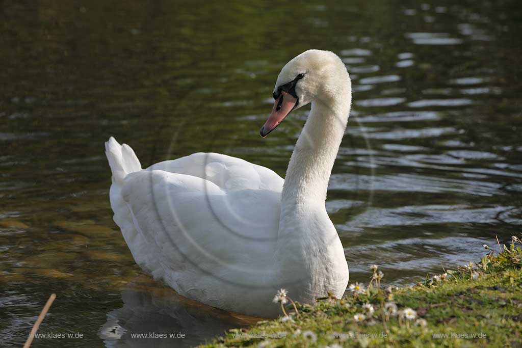 Schwimmender Hoeckerschwan einjaehrig, heller Schnabel, weiches Gefieder auf dem Deichsee in Duesseldorf Wersten, Suedpark mit Spiegelbild; Swimming mute swan in Duesseldorf southpark with mirror image