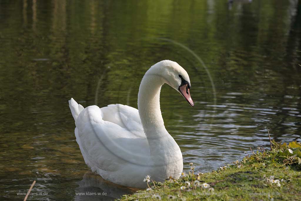 Schwimmender Hoeckerschwan einjaehrig, heller Schnabel, weiches Gefieder auf dem Deichsee in Duesseldorf Wersten, Suedpark mit Spiegelbild; Swimming mute swan in Duesseldorf southpark with mirror image