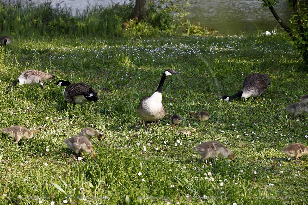 Kanadagaense Herde, Familie mit Kueken fressend am Ufer des Deichsees in Duesseldorf Wersten, Suedpark, aufmerksame Gans sichert; Canadian goose family in southpark of Duesseldorf Wersten