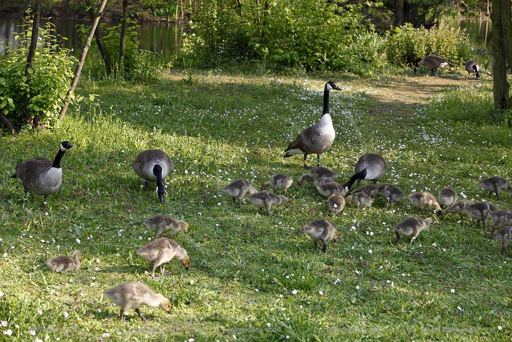 Kanadagaense Herde, Familie mit Kueken fressend am Ufer des Deichsees in Duesseldorf Wersten, Suedpark, aufmerksame Gans sichert; Canadian goose family in southpark of Duesseldorf Wersten
