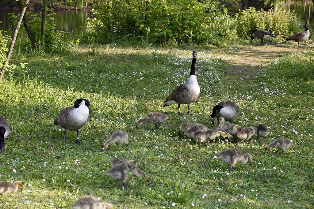 Kanadagaense Herde, Familie mit Kueken fressend am Ufer des Deichsees in Duesseldorf Wersten, Suedpark, aufmerksame Gans sichert; Canadian goose family in southpark of Duesseldorf Wersten