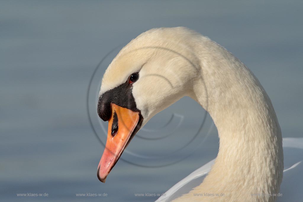 Hoeckerschwan Portrt