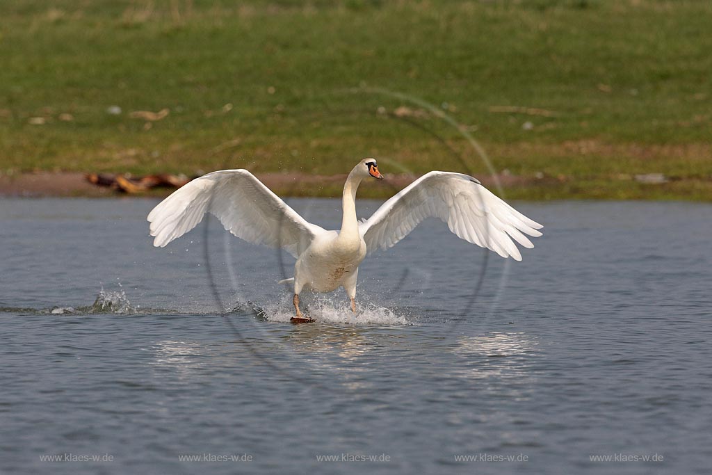 Hoeckerschwan landet auf Wasser