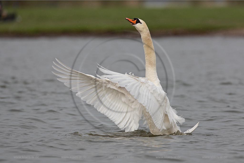 Hoeckerschwan schlaegt mit den Fluegeln