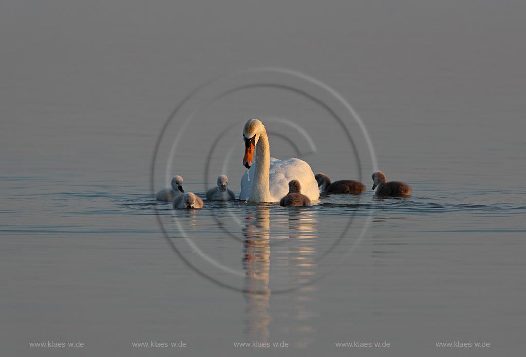Hoeckerschwan mit Jungen