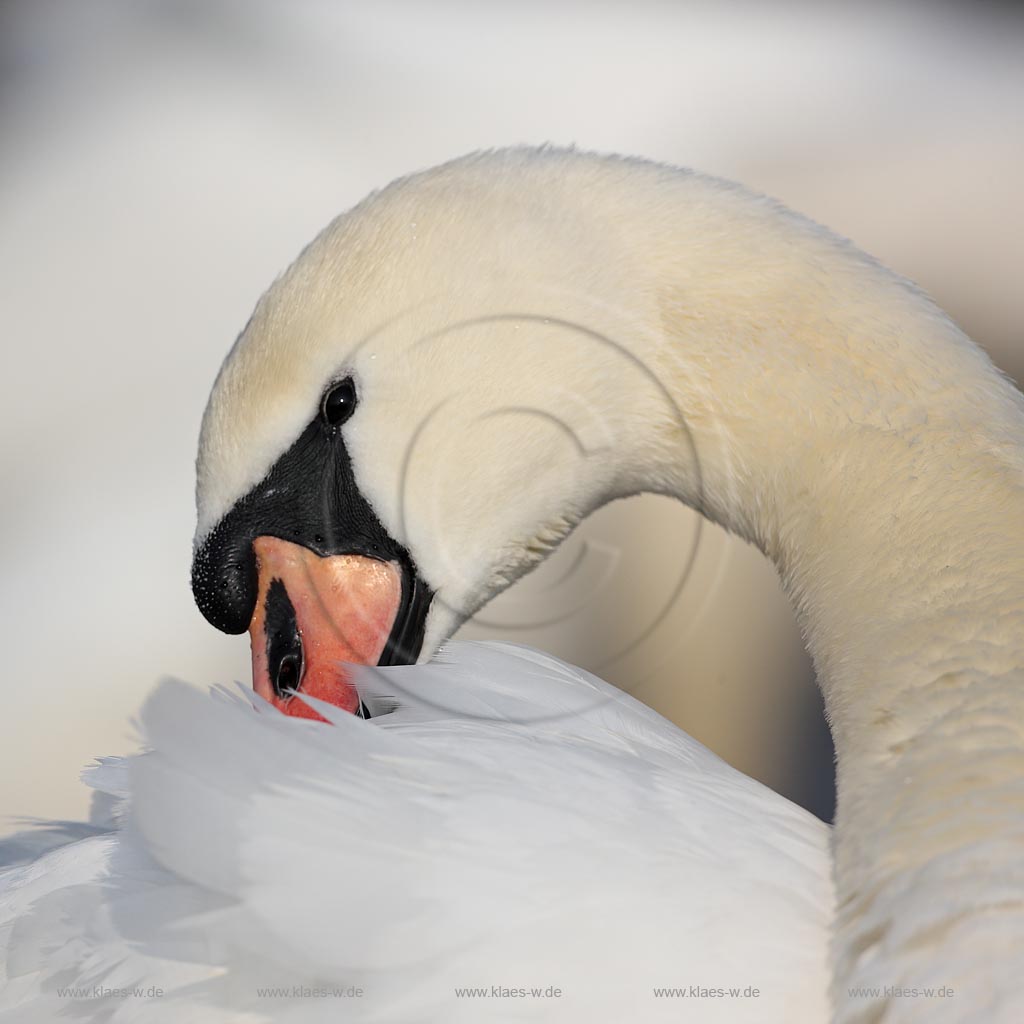 Hoeckerschwan putzt sein Gefieder, Portraet