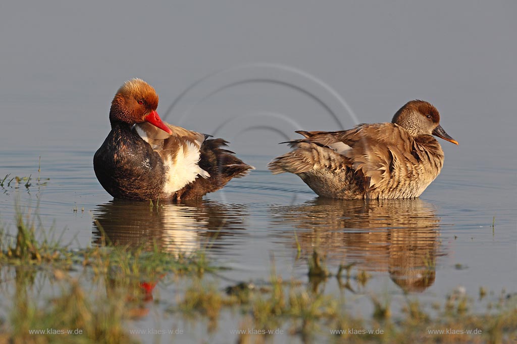 Kolbenente, Paar im Flachwasser