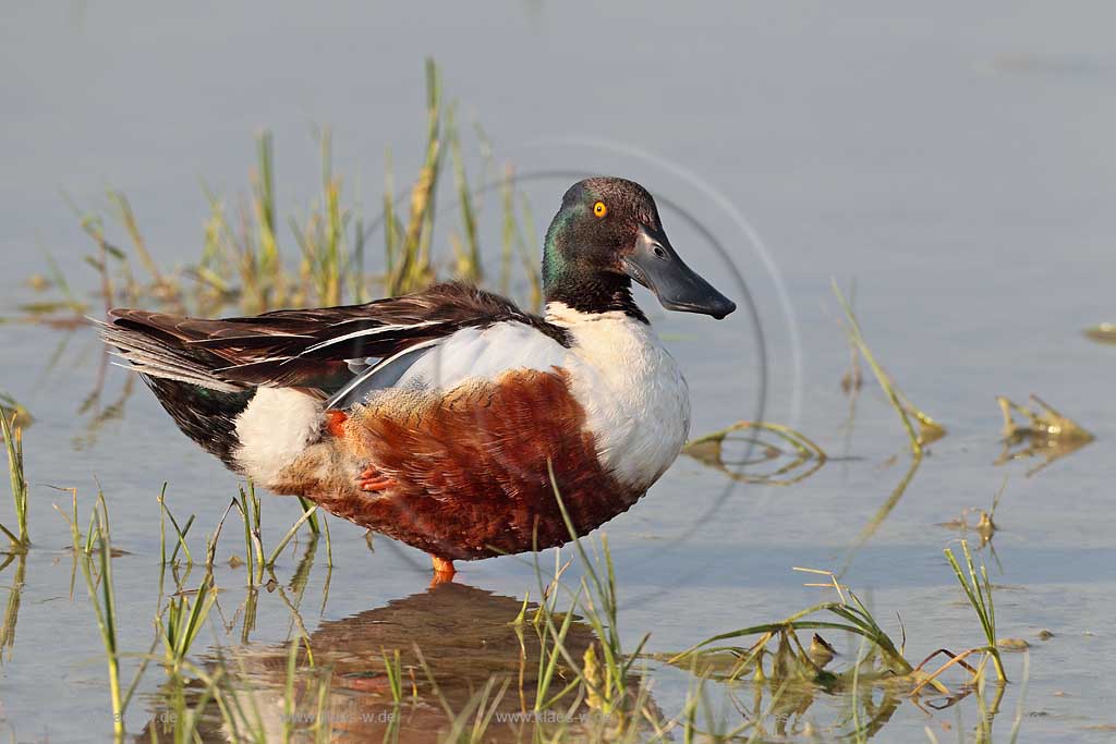 Burgenland Oesterreich Loeffelente im Wasser; Austria Northern shovelerin the water