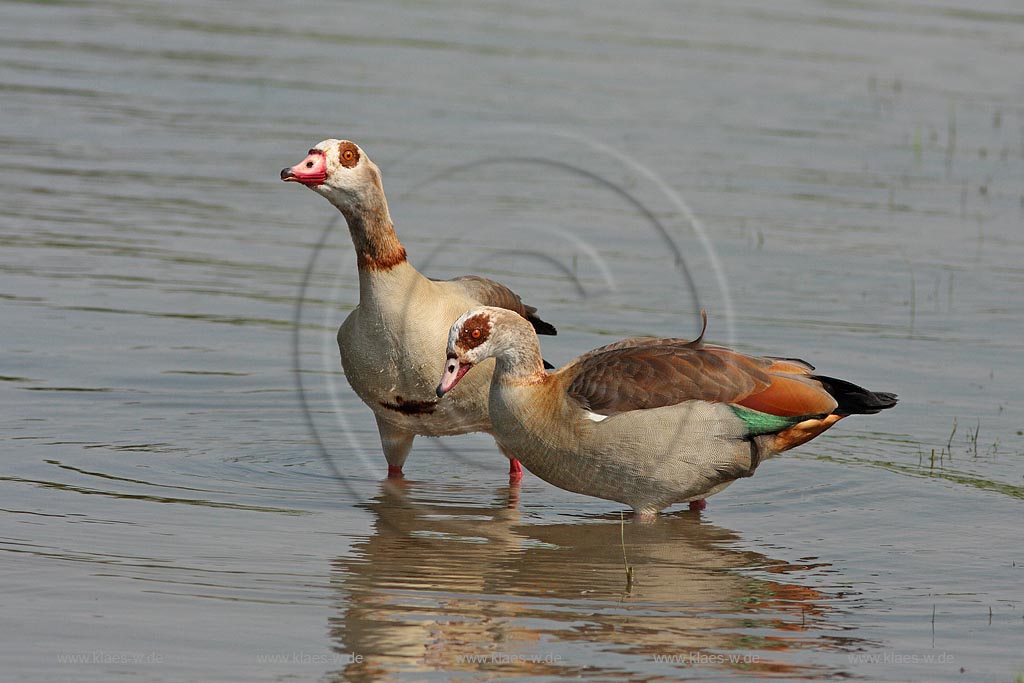 Nilgans, Paar, Paarungsverhalten