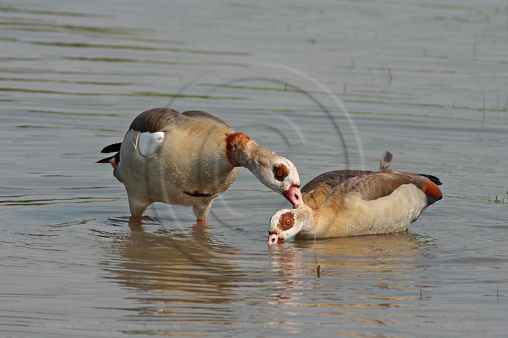 Nilgans, Paar, Paarungsverhalten