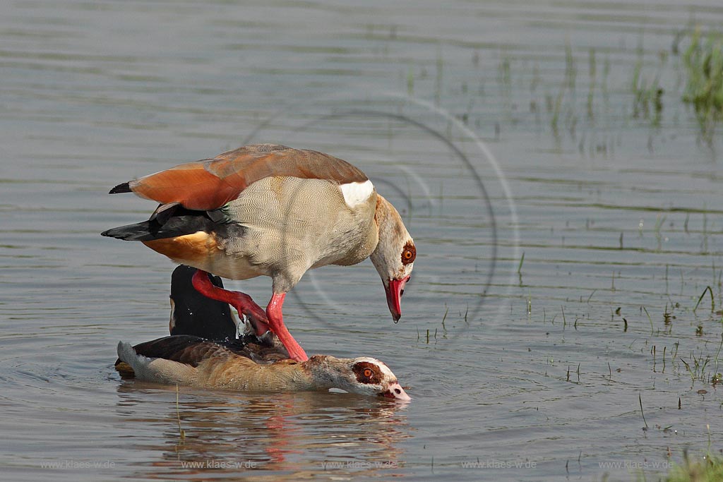 Nilgans, Paar, Paarungsverhalten
