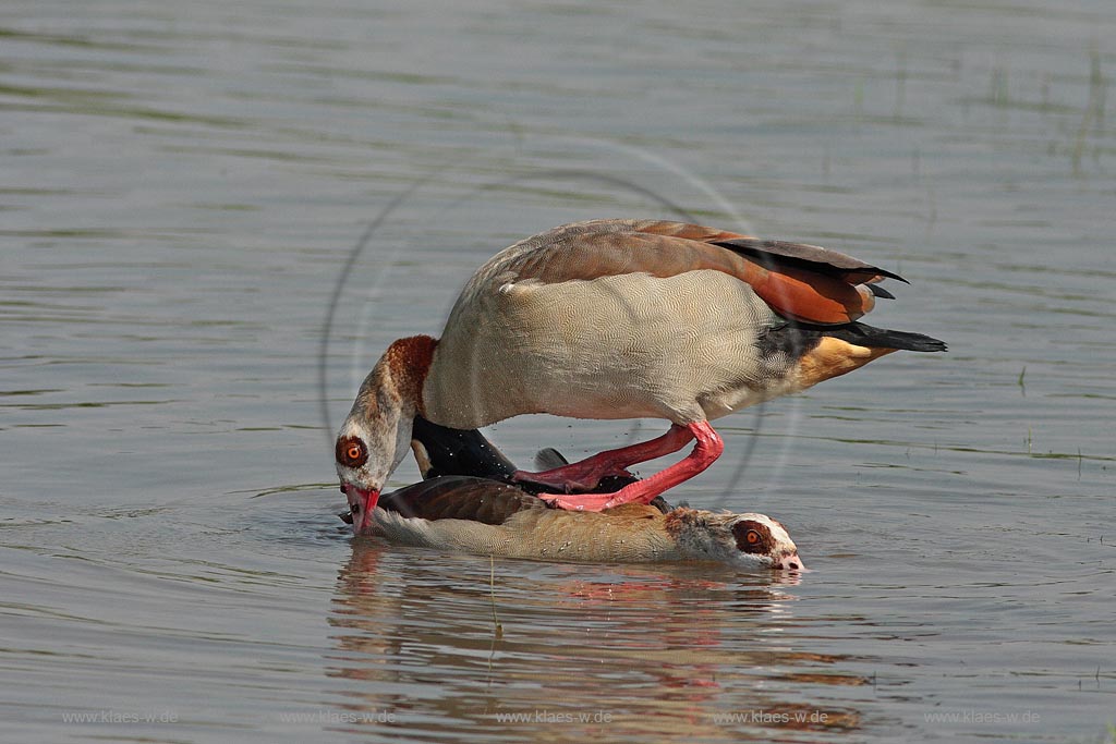 Nilgans, Paar, Paarungsverhalten