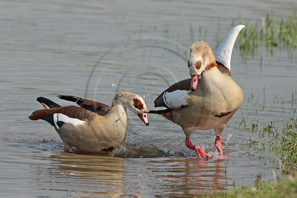 Nilgans, Paar, Paarungsverhalten