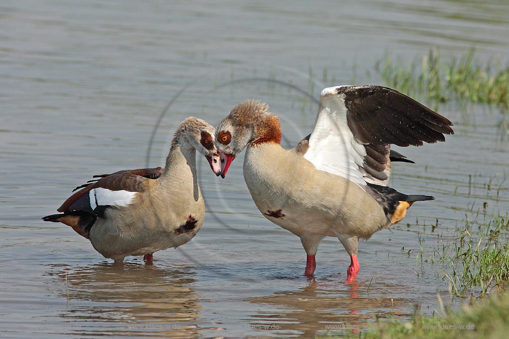 Nilgans, Paar, Paarungsverhalten