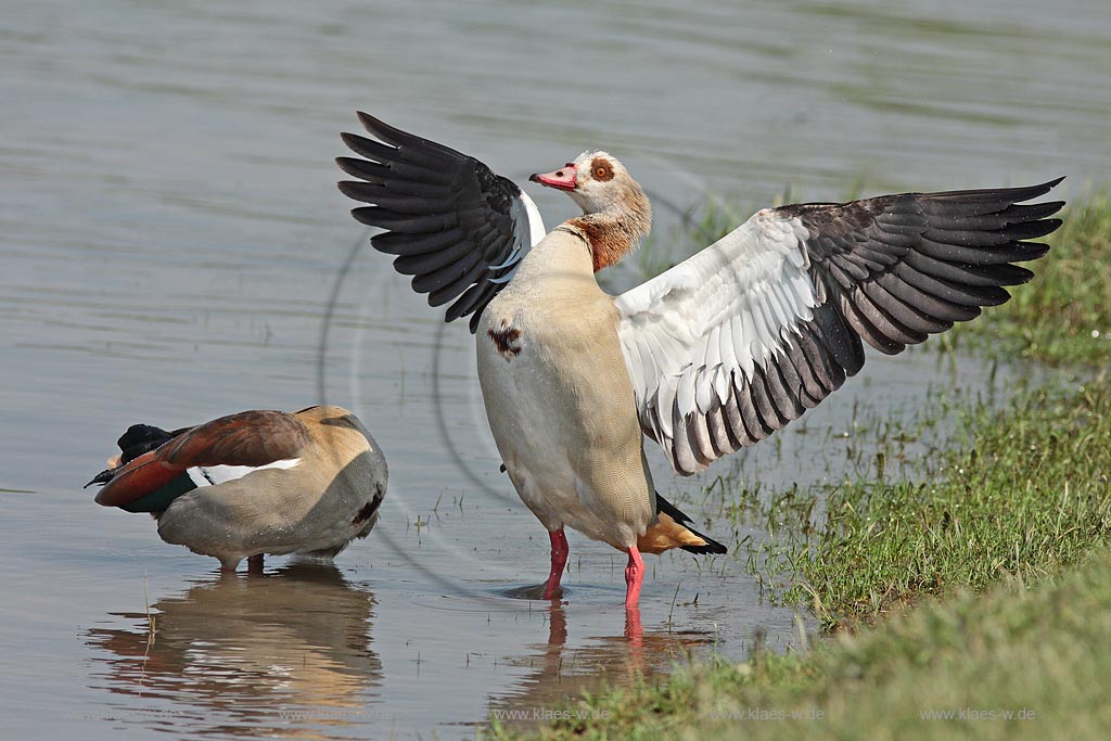 Nilgans, Paar, Paarungsverhalten