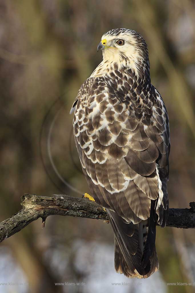 Maeusebussard (Buteo buteo) helle variante, Deutschland, Niedersachsen ; Klaes/Hagen Naturfotografie