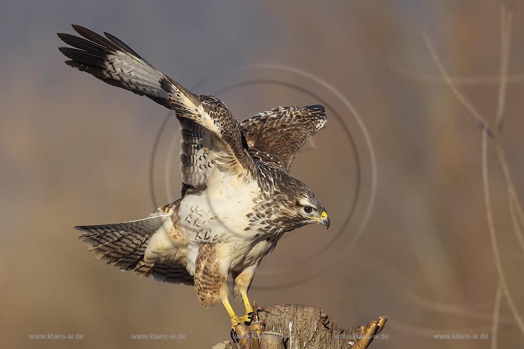 Maeusebussard (Buteo buteo) im Landeanflug am Luderplatz, Deutschland, Niedersachsen ; Klaes/Hagen Naturfotografie