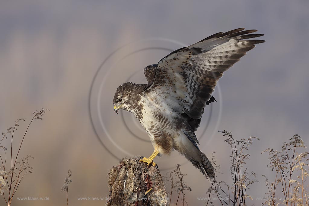 Maeusebussard (Buteo buteo) im Landeanflug am Luderplatz, Deutschland, Niedersachsen ; Klaes/Hagen Naturfotografie