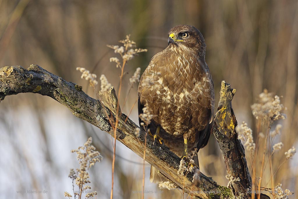 Maeusebussard (Buteo buteo) dunkele variante, Deutschland, Niedersachsen ; Klaes/Hagen Naturfotografie