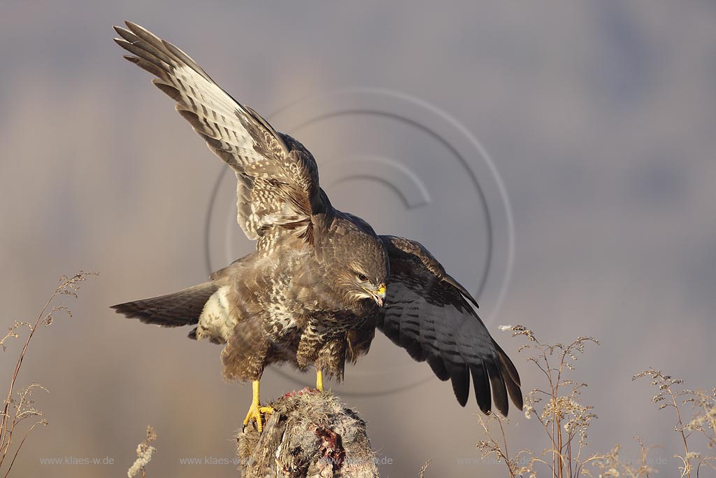 Maeusebussard (Buteo buteo) in landeanlug am Luderplatz, Deutschland, Niedersachsen ; Klaes/Hagen Naturfotografie