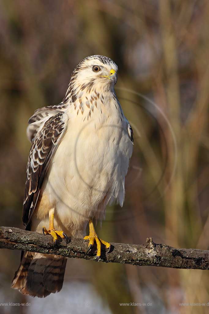 Maeusebussard helle Morphe auf Sitzwarte