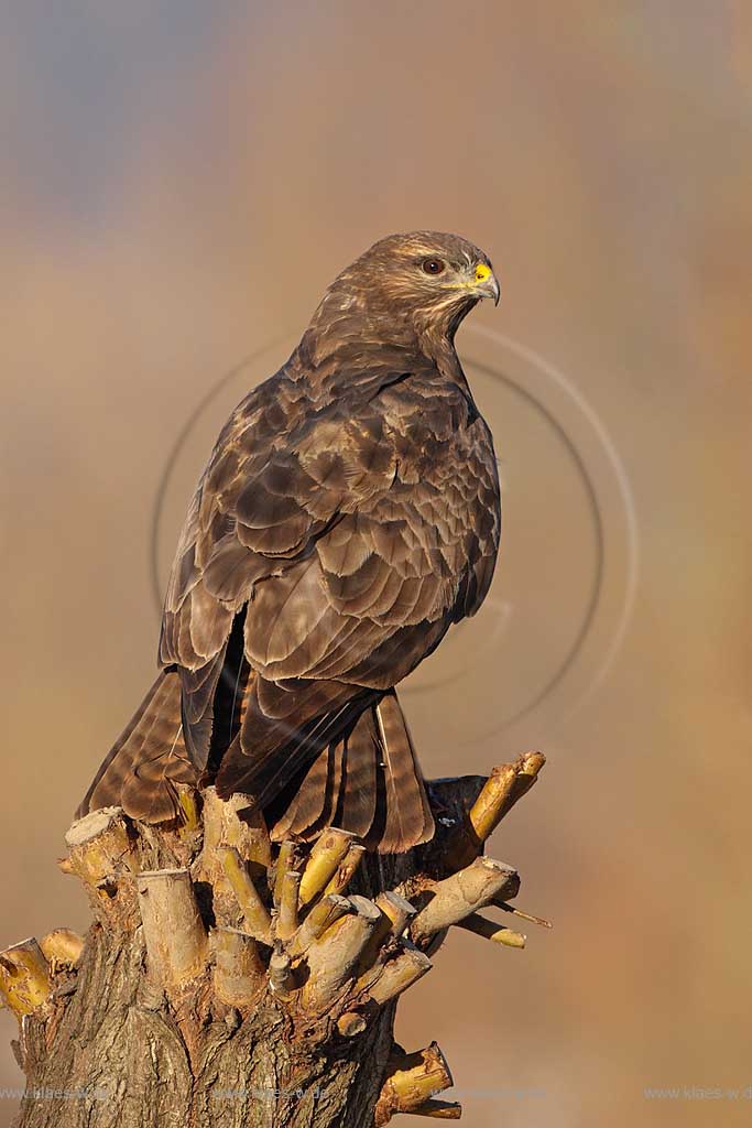 Maeusebussard dunkle  Morphe auf Kopfweide