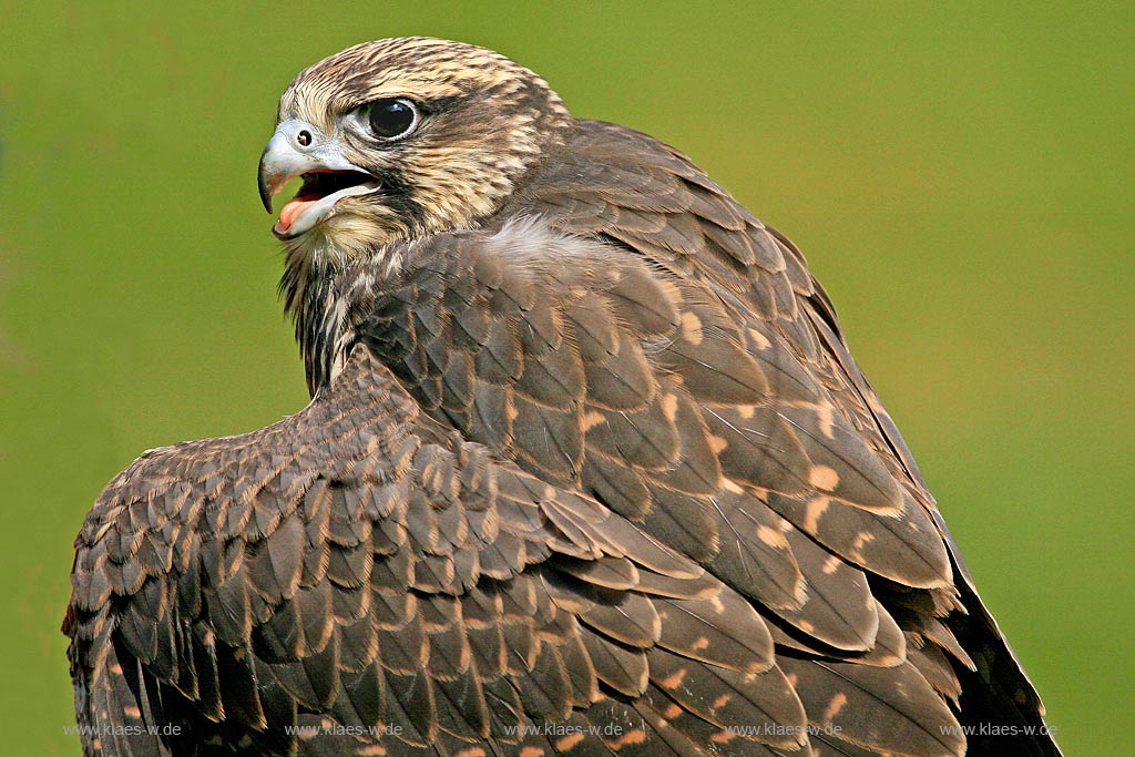 Sakerfalke schirmt seine Beute ab