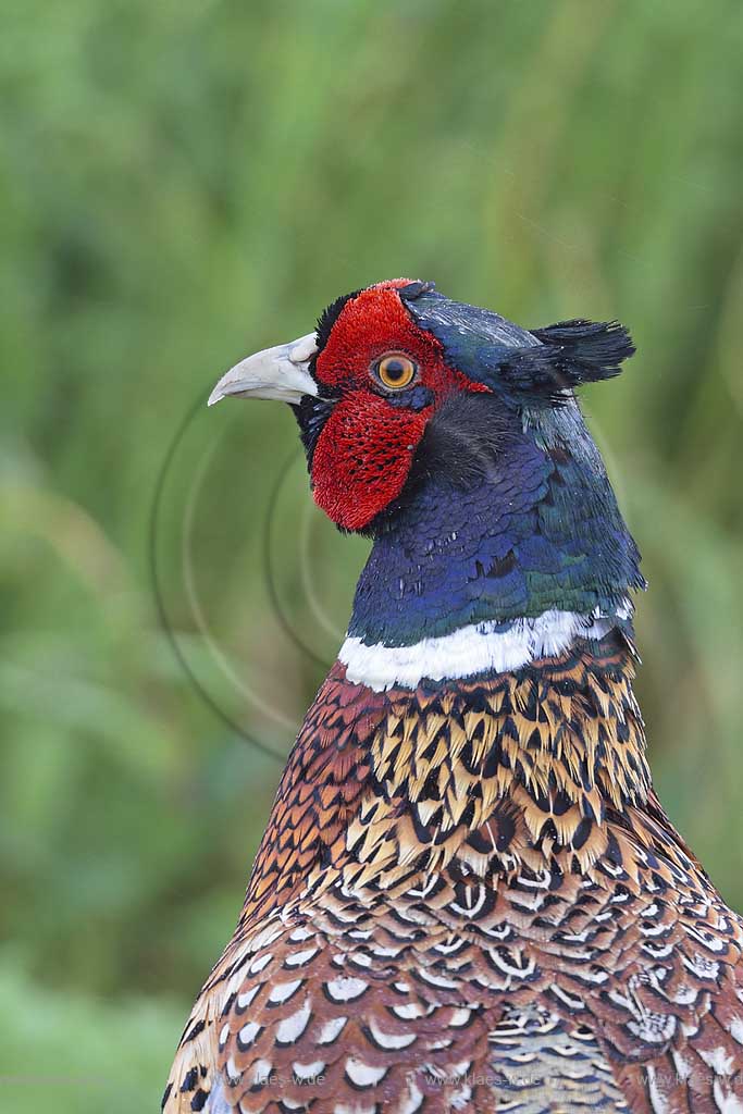 Fasan (Phasianus colchicus) Portrait, Neusiedler See in Oesterreich  ; Klaes/Hagen Naturfotografie
