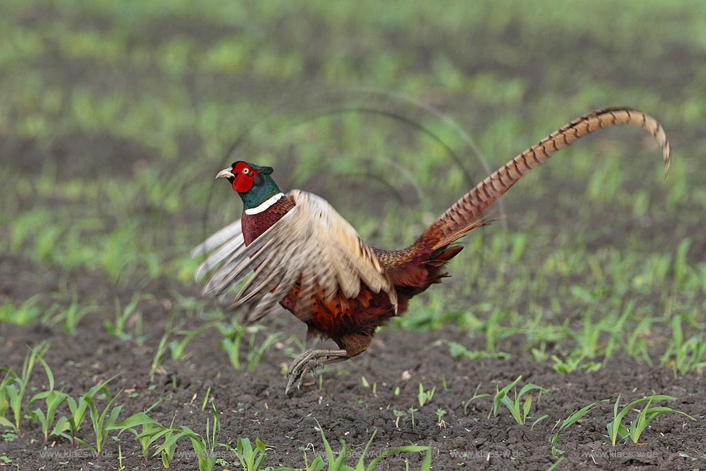 Fasanenhahn will durch Drohgebaerde einen Nebenbuhler einschuechtern Bewgegung der Fluegel sichbar ; Klaes/Hagen Naturfotografie