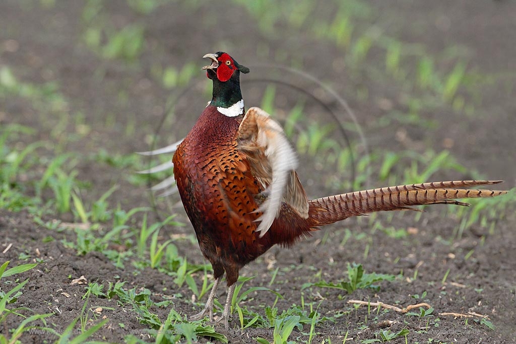 Fasanenhahn will durch Drohgebaerde einen Nebenbuhler einschuechtern Bewgegung der Fluegel sichbar ; Klaes/Hagen Naturfotografie