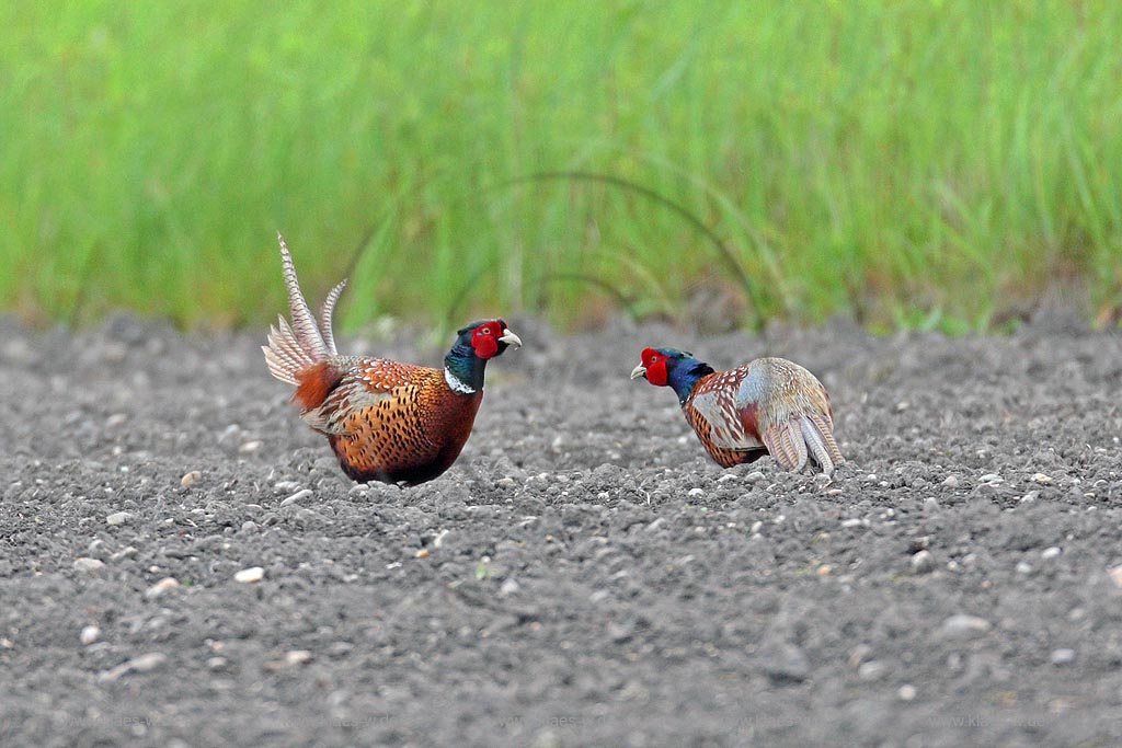 Fasanenkampf der ranghoehere Hahn hat den untergebenen eingeschuechtert ; Klaes/Hagen Naturfotografie