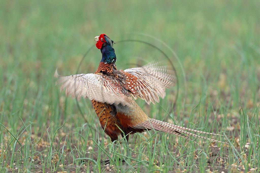 Fasanenhahn will mit Drohgebaerde einen Nebenbuhler einschuechtern ; Klaes/Hagen Naturfotografie