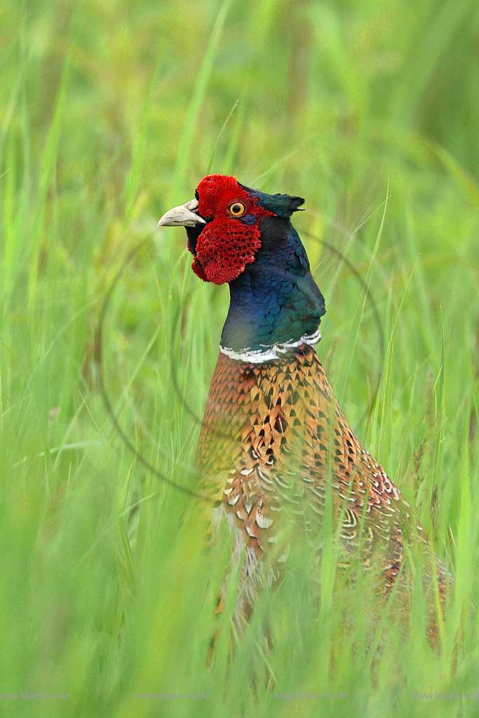 Fasanenhahn versucht sich im Gras zu verstecken, sucht Deckung ; Klaes/Hagen Naturfotografie