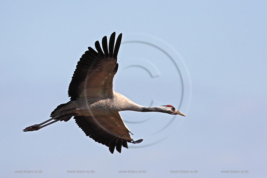 Fliegender Kranich