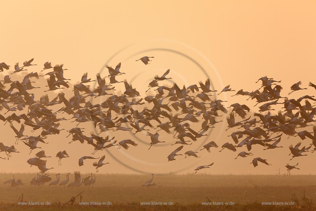 Flug der Kraniche im Morgennebel