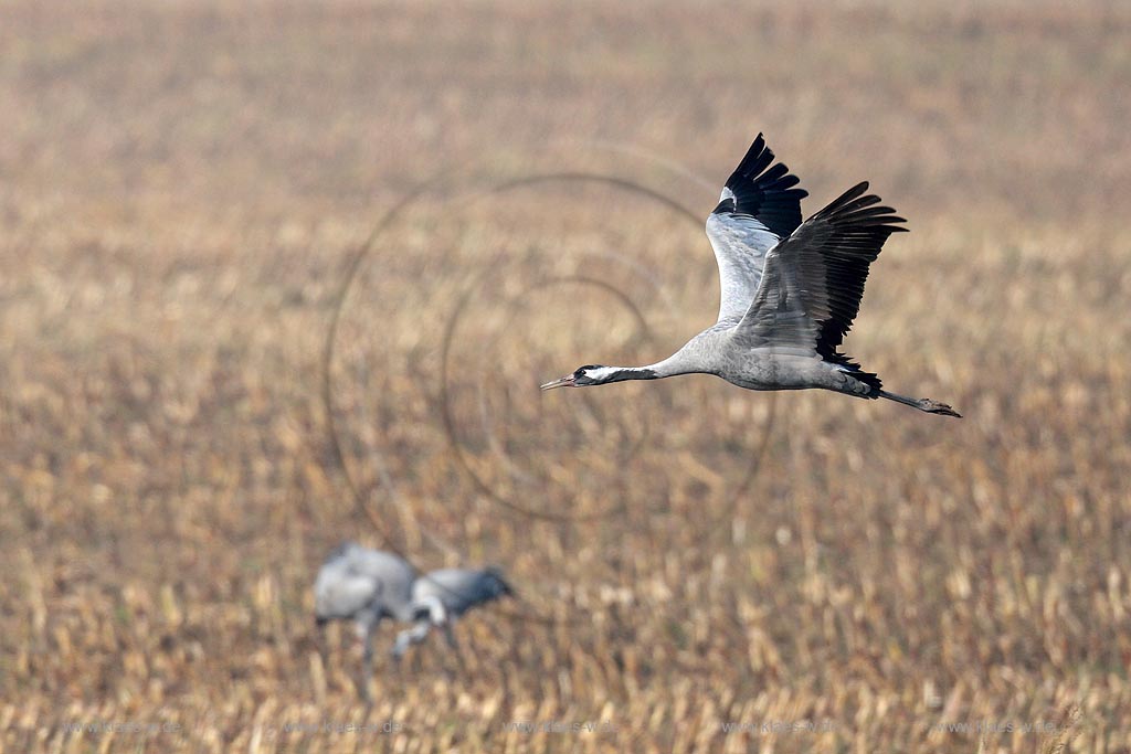 Kranich im Fluge ber andere Kraniche