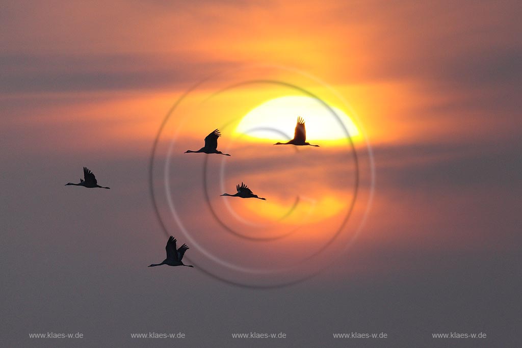 Flug der Kraniche im Morgenrot