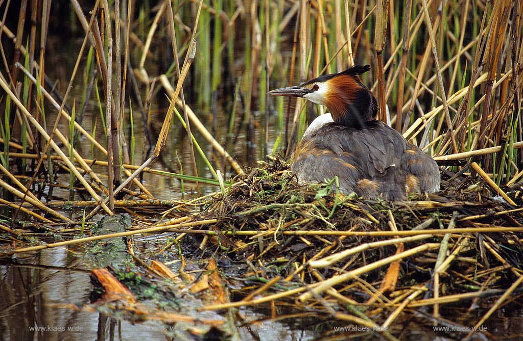 Haubentaucher auf Nest