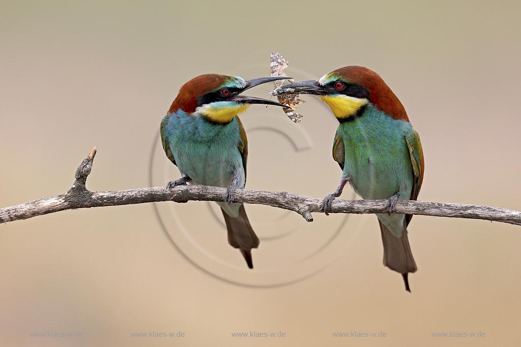 Bienenfresser (Merops apiaster) Balzfuetterung mit Distelfalter, Ungarn, Kiskunsag NP 