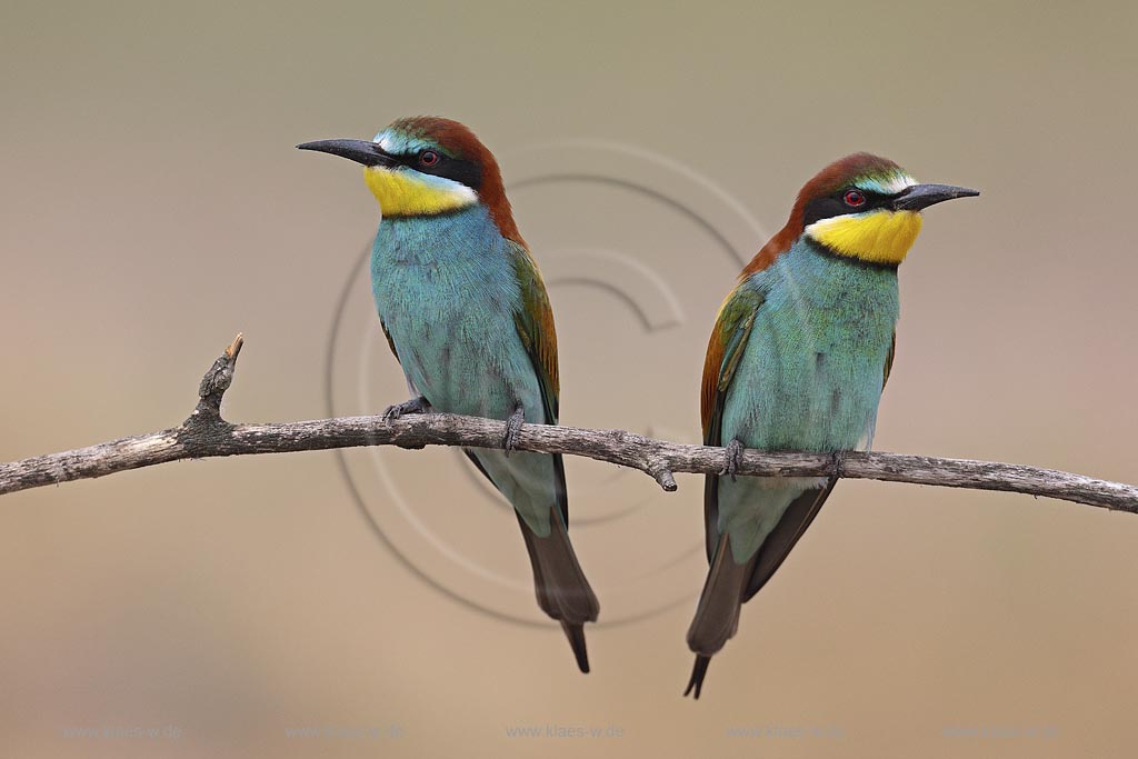 Bienenfresser (Merops apiaster) Paar auf Sitzwarte , Ungarn, Kiskunsag NP ; Klaes/Hagen Naturfotografie