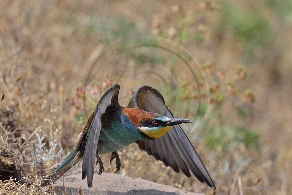 Bienenfresser (Merops apiaster) beim Ausflug aus der Brutroehre, Ungarn, Kiskunsag NP ; Klaes/Hagen Naturfotografie