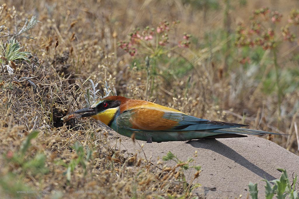 Bienenfresser (Merops apiaster) Maennchen bringt eine Fliege fr das bruetende Weibchen , Ungarn, Kiskunsag NP ; Klaes/Hagen Naturfotografie