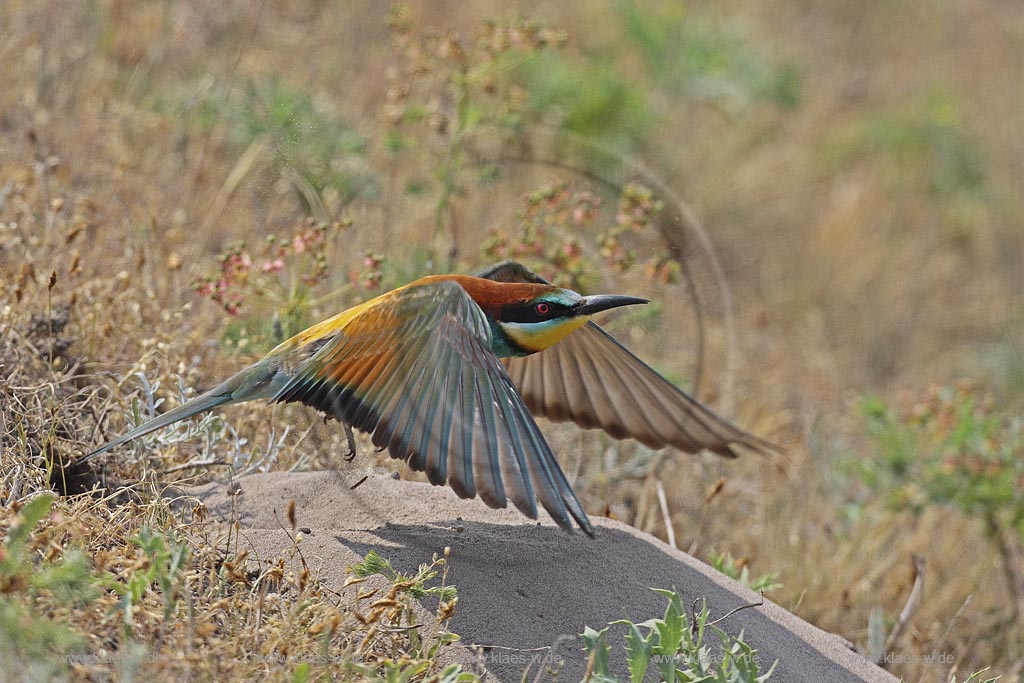 Bienenfresser (Merops apiaster) beim Ausflug aus der Brutroehre , Ungarn, Kiskunsag NP ; Klaes/Hagen Naturfotografie