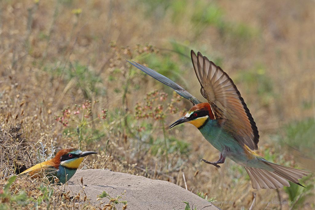 Bienenfresser (Merops apiaster) Brutabloesung vor der Brutroehre , Ungarn, Kiskunsag   ; Klaes/Hagen Naturfotografie