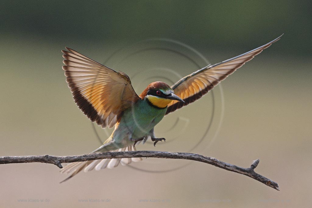 Bienenfresser (Merops apiaster) Landeanflug aus eine Sitzwarte, Ungarn, Kiskunsag NP ; Klaes/Hagen Naturfotografie