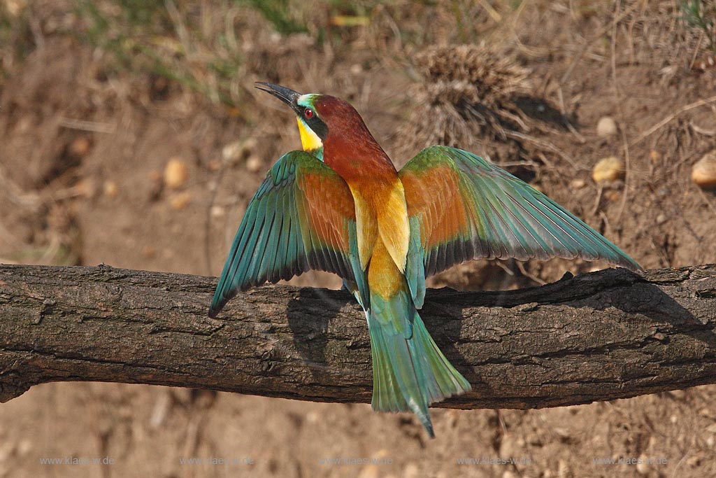 Bienenfresser breitet auf Ast sitzend seine Fluegel aus, Rueckenansicht mit schillernden Farben Gefieder ; Klaes/Hagen Naturfotografie