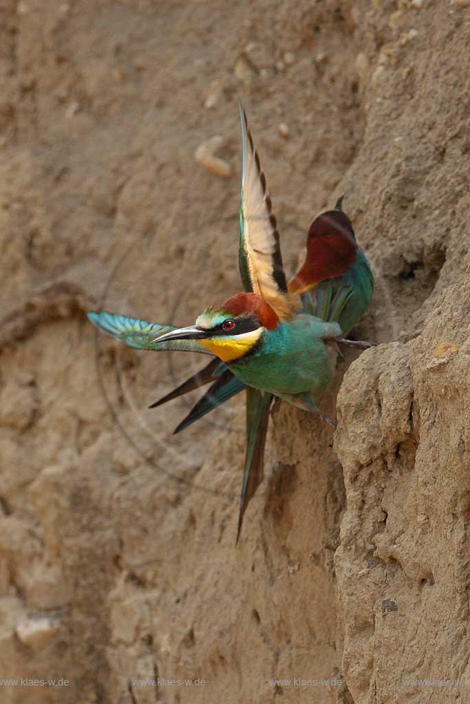 Bienenfresser fliegt vom Eingang der Brutroehre Bruthoehle ab;  Klaes/Hagen Naturfotografie